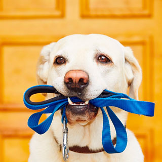 Accessoires Chien