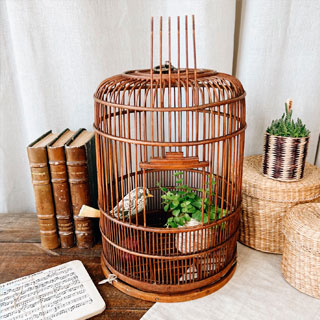 Cages Oiseaux