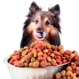 Croquettes Chien