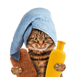 Hygiène chat