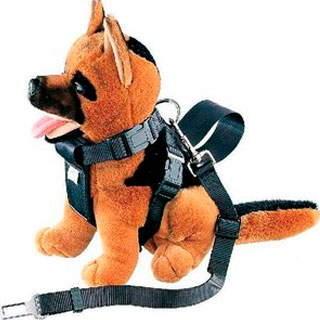 Sellerie Chien