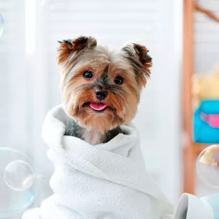 Toilettage