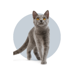 produits-chat
