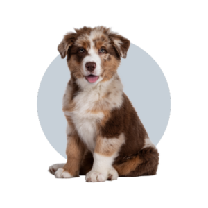 chien