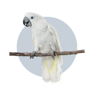 produits-oiseaux