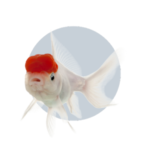produits-poisson