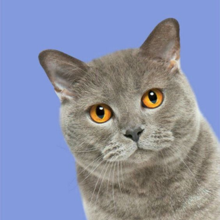 Produits chat