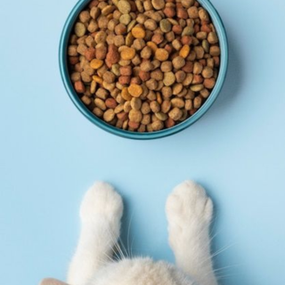 Alimentation chat