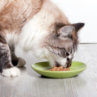 Humide Chat