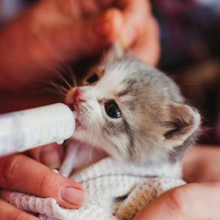 Compléments alimentaires Chat