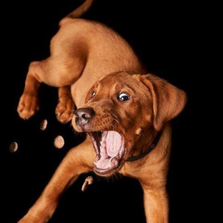 Alimentation Chien