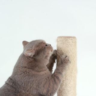 Griffoirs et Arbre à chat