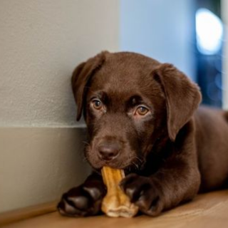 Récompenses Chien
