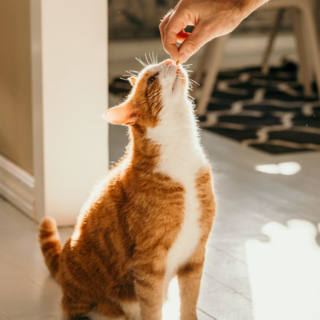 Récompenses Chat