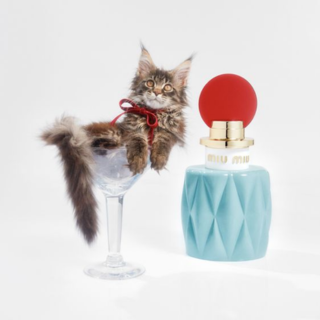 Parfum chat