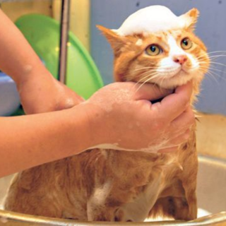 Shampoing pour chat