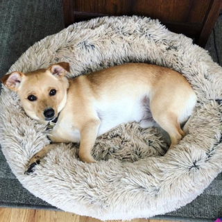 Couchage Chien
