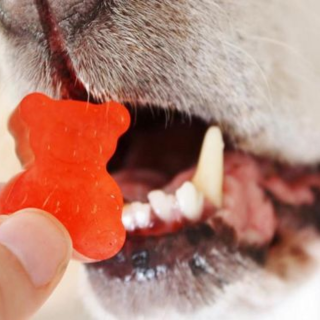 Compléments alimentaires Chien