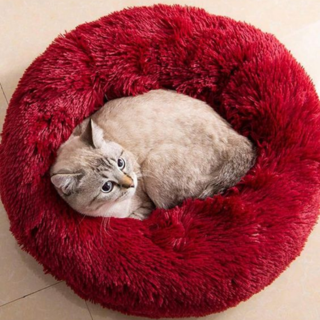 Couchage chat