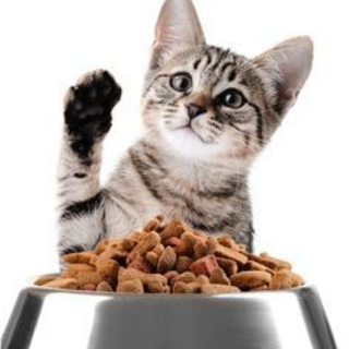 Croquettes chat