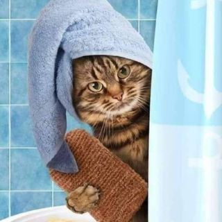 Toilettage chat