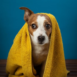 Shampoing Chien